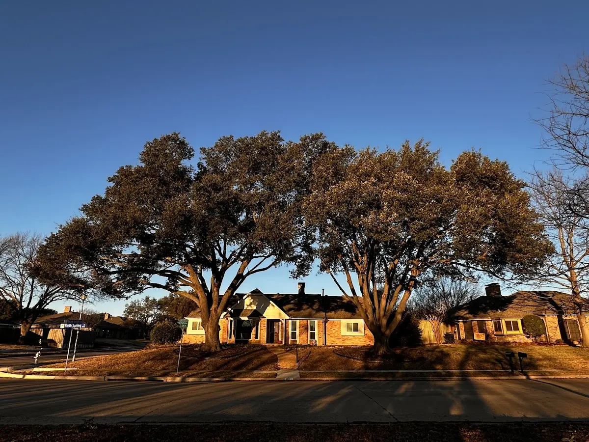 Established residential canopy tree shading a home in Graton